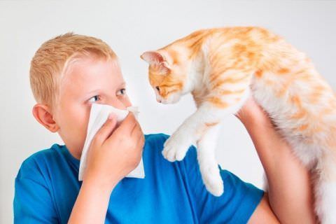 Шерсть домашних животных может спровоцировать кашель