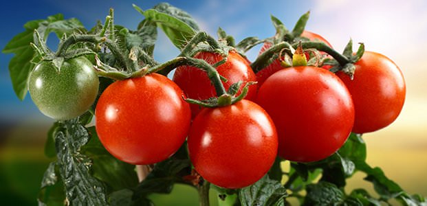 Чем полезны помидоры — польза и вред для организма томатов