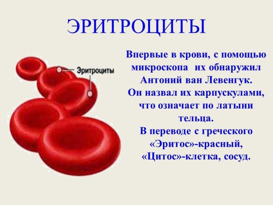 Рисунок эритроцита. Эритроциты крови человека рисунок. Клетки крови эритроциты. Строение эритроцитов в крови. Эритроциты строение клетки.