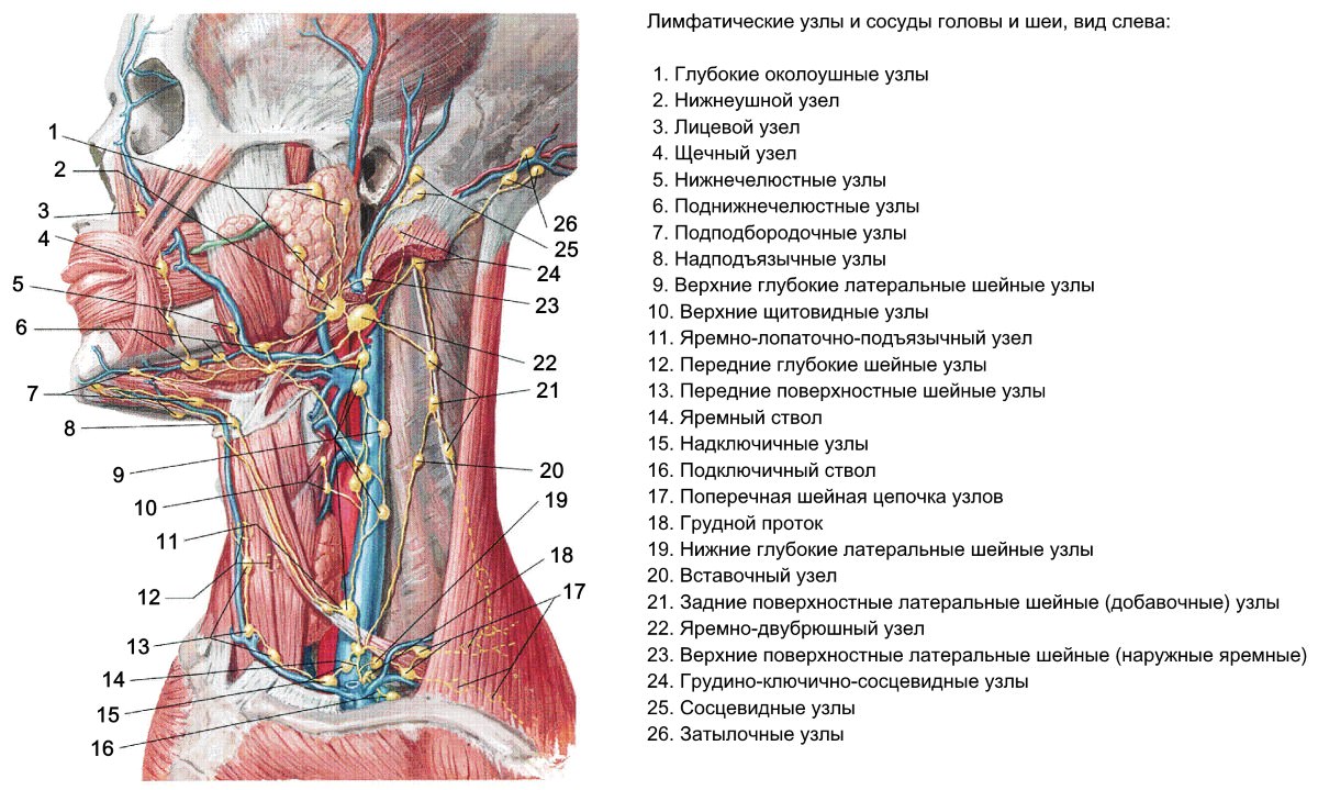 Лимфоузлы 5 см. Лимфатические сосуды и узлы головы и шеи. Глубокие боковые лимфатические узлы шеи. Поверхностные лимфатические узлы шеи. Лимфатические узлы на шее анатомия строение.