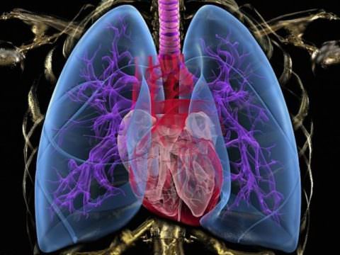 Берегите здоровье дыхательной системы