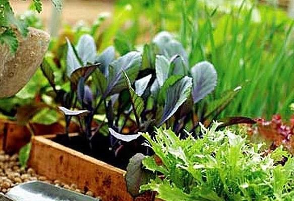 7 лекарственных трав, которые стоит выращивать на даче в первую очередь