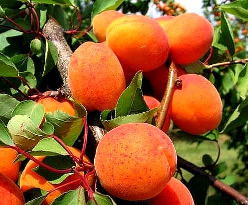 9 полезных свойств абрикоса, польза и вред кураги, абрикосовых косточек