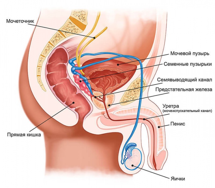 Аденома предстательной железы — симптомы, стадии, диагностика и лечение