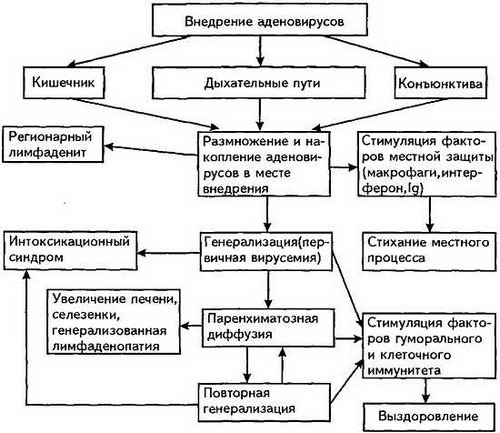 Аденовирусная инфекция: причины, симптомы и лечение