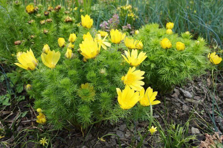 Адонис весенний (горицвет) — применение и противопоказания травы в медицине, фото, описание