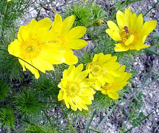 Адонис весенний (горицвет) — применение и противопоказания травы в медицине, фото, описание