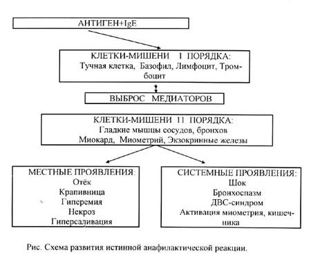 Анафилактический шок: симптомы, причины развития, степени и формы, неотложная помощь при анафилактическом шоке