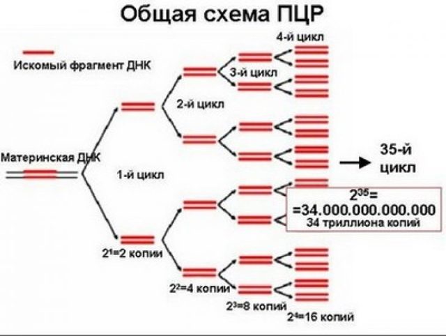 Анализ крови на пцр – что это такое, суть метода, показания к назначению, расшифровка анализа крови пцр