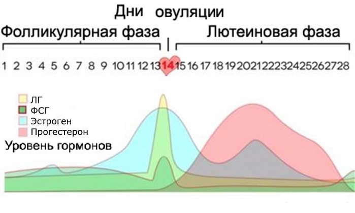 Анализ крови на половые гормоны при менопаузе: нормы и отклонения гормонального уровня
