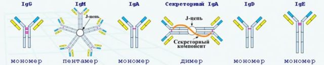 Анализ крови по методу ифа: расшифровка, назначение, необходимость определения антител.