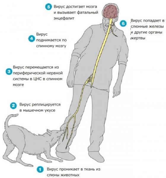 Анализ на бешенство у человека,чтобы определить вирус