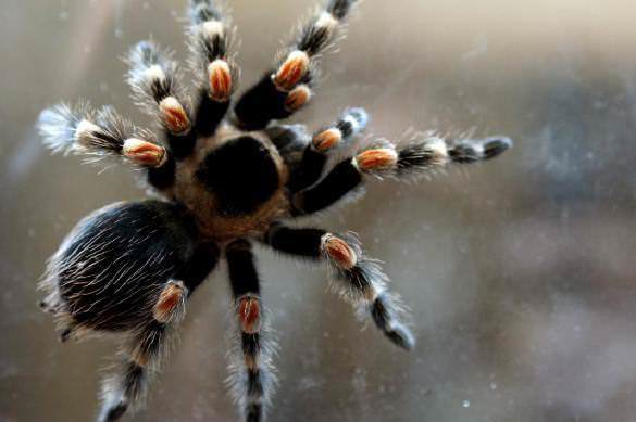 Арахнофобия: боязнь пауков / страх перед пауками