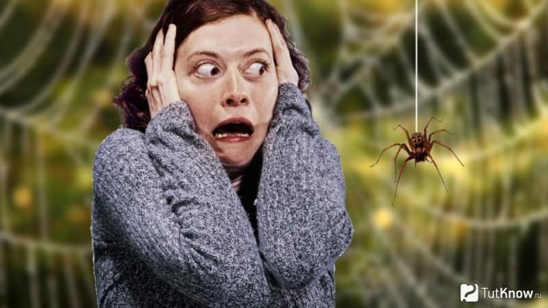 Арахнофобия: боязнь пауков / страх перед пауками