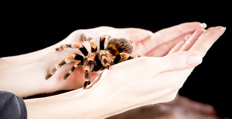 Арахнофобия: боязнь пауков / страх перед пауками