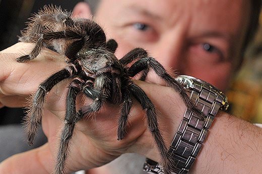 Арахнофобия: боязнь пауков / страх перед пауками