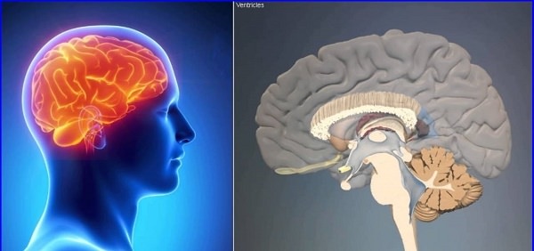 Асимметрия боковых желудочков головного мозга у детей и взрослых