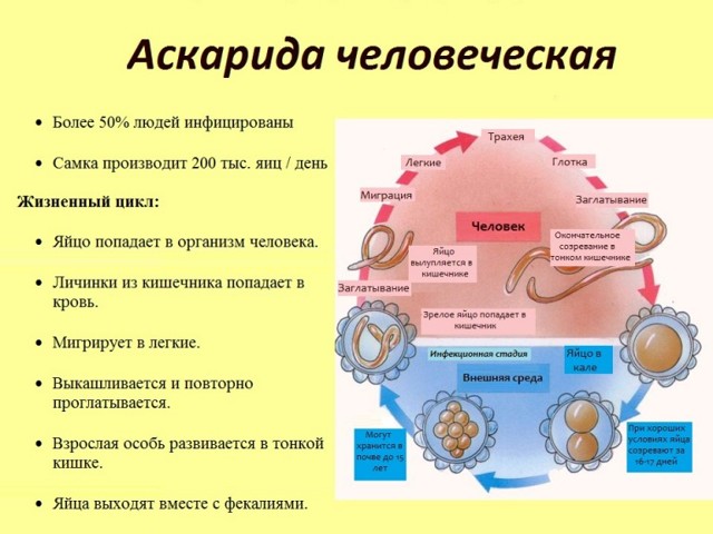 Аскариды у взрослых и детей: симптомы, лечение, анализы на аскариды, профилактика аскарид у детей и взрослых