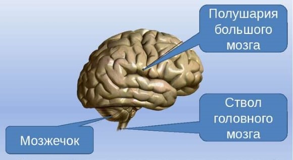 Астроцитома головного мозга анапластическая, фибриллярная, пилоцитарная, пилоидная, диффузная