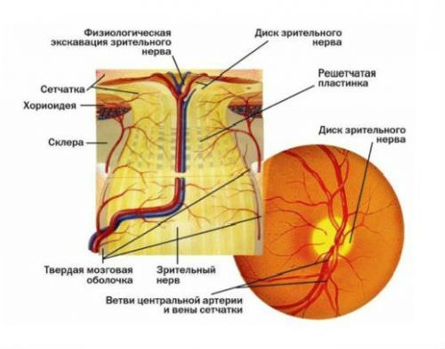 Атрофия зрительного нерва, лечение народными средствами, частичная и нисходящая