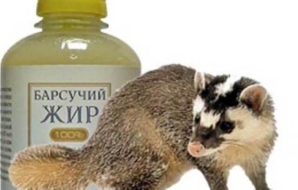 Барсучий жир: лечебные свойства и противопоказания