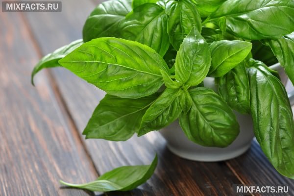 Базилик &mdash; полезные свойства и противопоказания, польза и вред для организма
