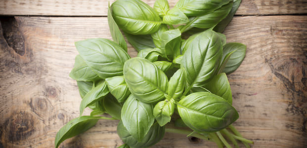 Базилик &mdash; полезные свойства и противопоказания, польза и вред для организма