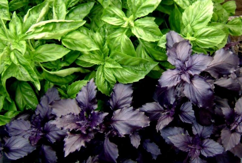 Базилик &mdash; полезные свойства и противопоказания, польза и вред для организма