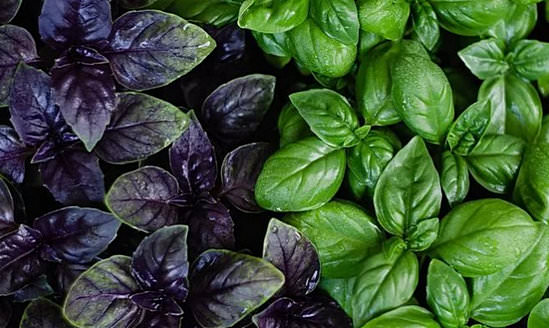 Базилик &mdash; полезные свойства и противопоказания, польза и вред для организма