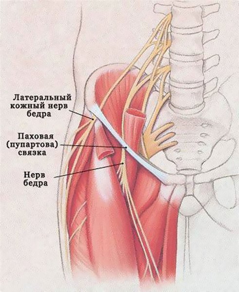 Бедренный нерв и его невралгия, симптомы и лечение неврита