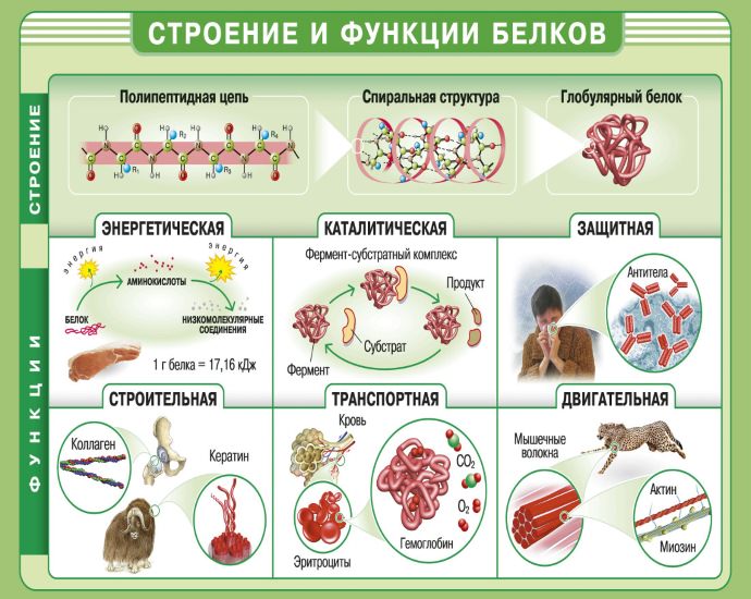 Белковая еда. список продуктов, таблица для похудения, набора веса, наращивания мышц, для беременных, вегетарианцев