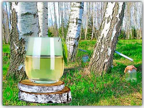 Березовый сок — польза и вред, свойства, сбор сока, состав
