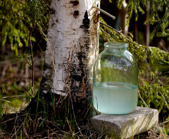 Березовый сок — польза и вред, свойства, сбор сока, состав