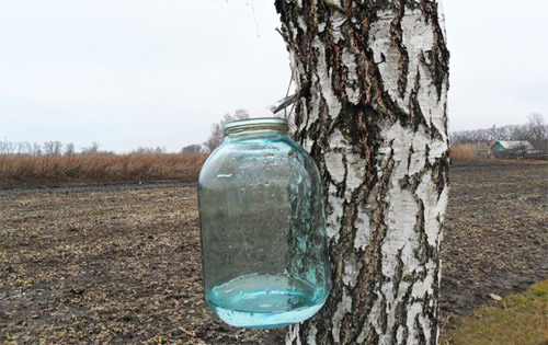 Березовый сок — польза и вред, свойства, сбор сока, состав