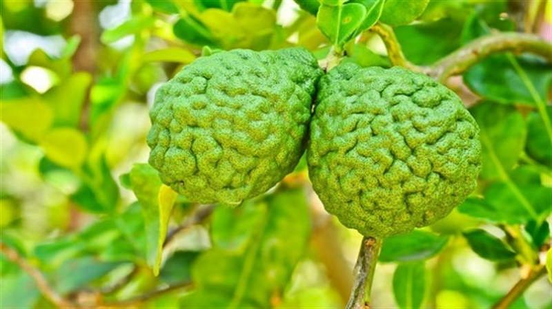 Бергамот — что это за растение, польза и вред, чай с бергамотом