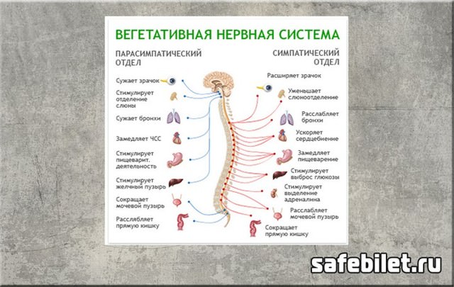 Берут ли в армию с всд (вегето-сосудистой дистонией)