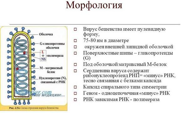 Бешенство у человека, симптомы и первые признаки, опасность вируса, инкубационный период