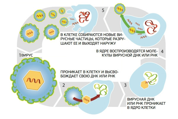 Бешенство у человека, симптомы и первые признаки, опасность вируса, инкубационный период