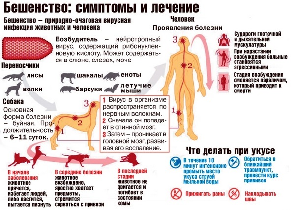 Бешенство у человека, симптомы и первые признаки, опасность вируса, инкубационный период