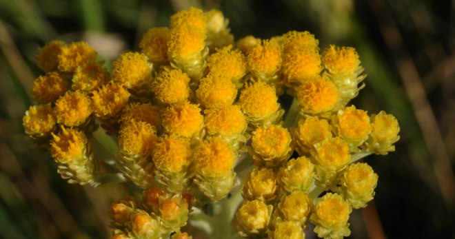 Бессмертник — лечебные свойства и противопоказания