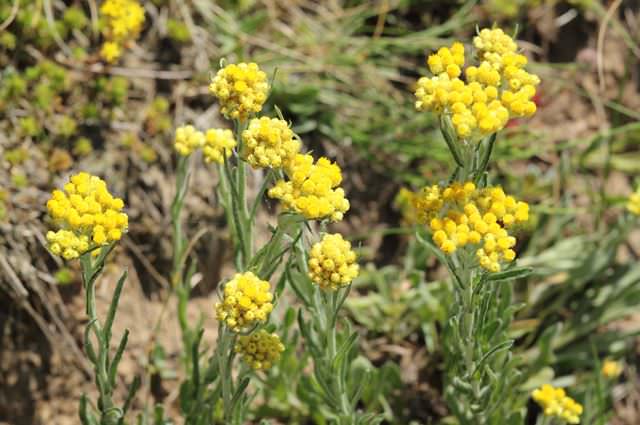 Бессмертник — лечебные свойства и противопоказания