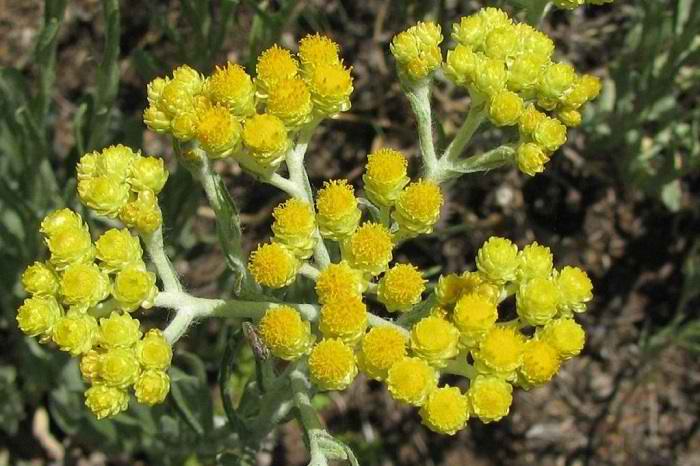 Бессмертник — лечебные свойства и противопоказания