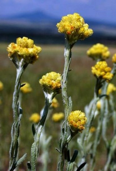 Бессмертник — лечебные свойства и противопоказания