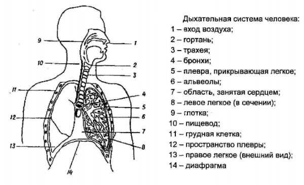 Благоприятный микроклимат в помещении: микроклимат и здоровье человека