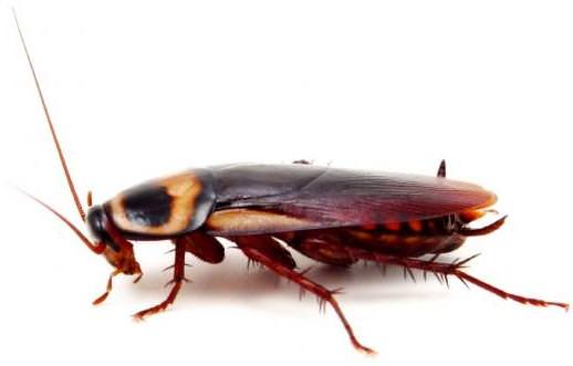 Блаттофобия или боязнь тараканов