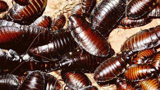 Блаттофобия или боязнь тараканов