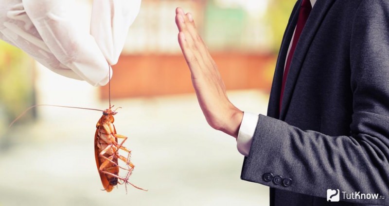 Блаттофобия или боязнь тараканов