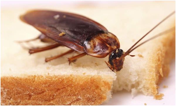 Блаттофобия или боязнь тараканов