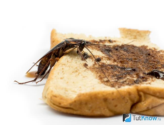 Блаттофобия или боязнь тараканов