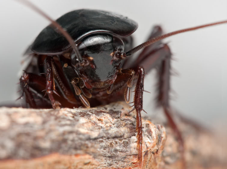 Блаттофобия или боязнь тараканов